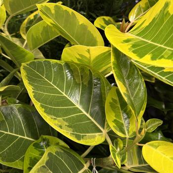 Ficus altissima Standard - 'Variegata' Asian Council Tree