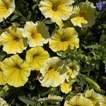Petunia - Supertunia® 'Saffron Finch'