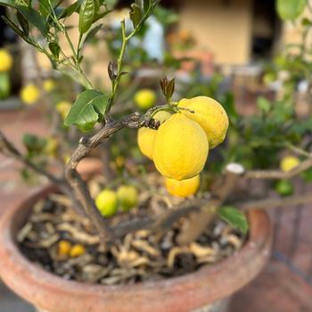 Citrus limon - 'Meyer Improved' Lemon