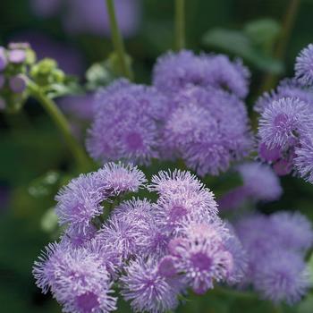 Ageratum houstonianum - 'Blue Horizon' Floss Flower
