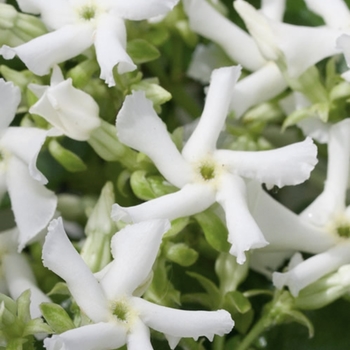 Trachelospermum jasminoides - Confederate Jasmine