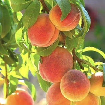 Prunus persica 'Peach' - Belle of Georgia