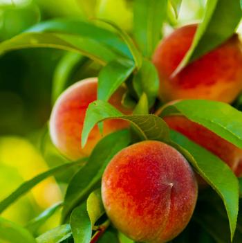 Prunus persica 'Peach' - Elberta