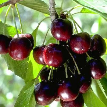 Prunus Avium 'Cherry' - Black Tartarian