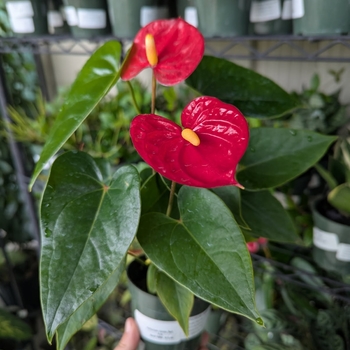 Anthurium - Jambo Red