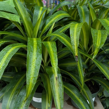 Dracaena warneckii - Hawaiian Sunshine