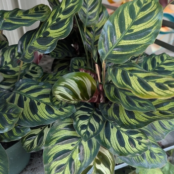 Calathea makoyana - Color Full® 'Peacock' Prayer Plant