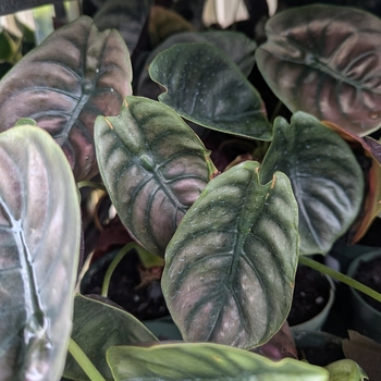 Alocasia cuprea - Mythic™ 'Red Secret' Elephant Ear