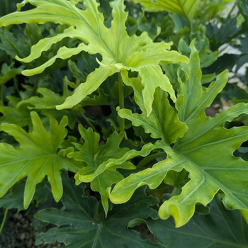 Philodendron Bipinnatifidum - Lickety Split