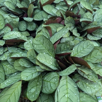 Ctenanthe burle-marxii - Sweet Dreams™ 'Burle-marxii' (Amagris)