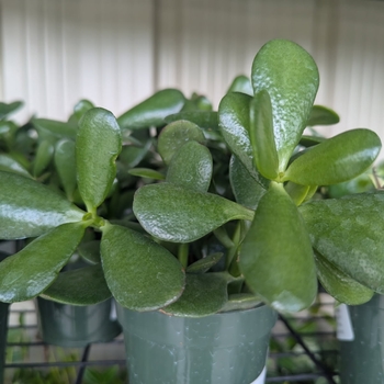 Crassula ovata - Jade Plant