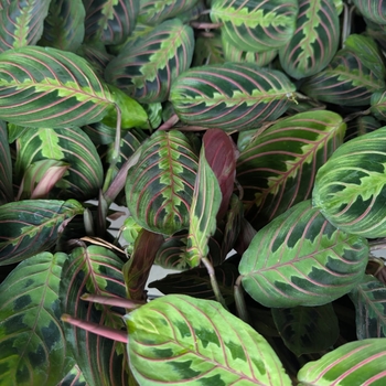 Maranta leuconeura 'Kerchoviana' - Red 'Prayer Plant'