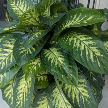 Dieffenbachia sequine - Tropic Snow