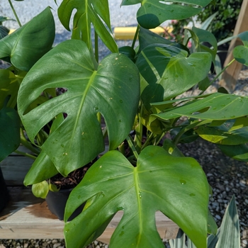 Monstera deliciosa - Swiss Cheese Plant