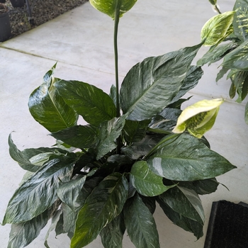 Spathiphyllum wallisii 'Domino' - Peace Lily