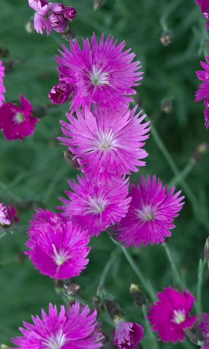 'Firewitch' Pinks-Cheddar - Dianthus gratianopolitanus from Miller Landscaping Supply