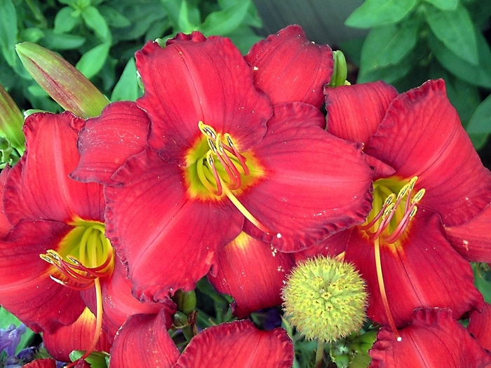 'Chicago Fire' Daylily - Hemerocallis from Miller Landscaping Supply