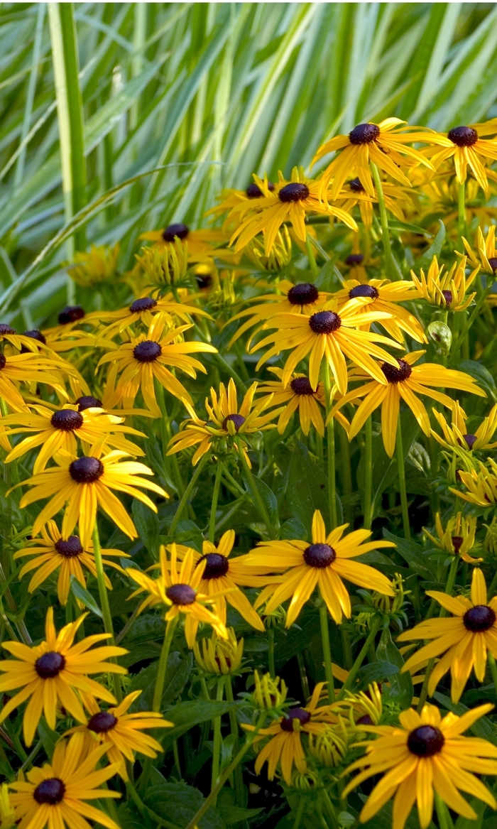 'Goldsturm' Black Eyed Susan - Rudbeckia fulgida from Miller Landscaping Supply