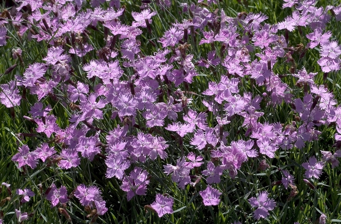 'Baths Pink' Cheddar Pink - Dianthus from Miller Landscaping Supply