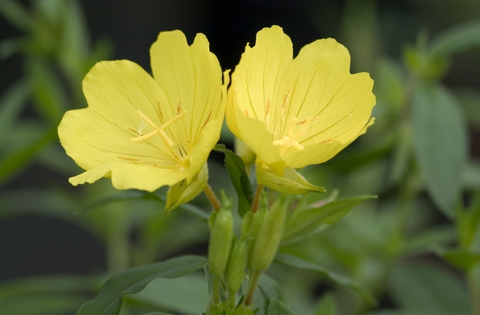Evening Primrose - Oenothera tetragona from Miller Landscaping Supply