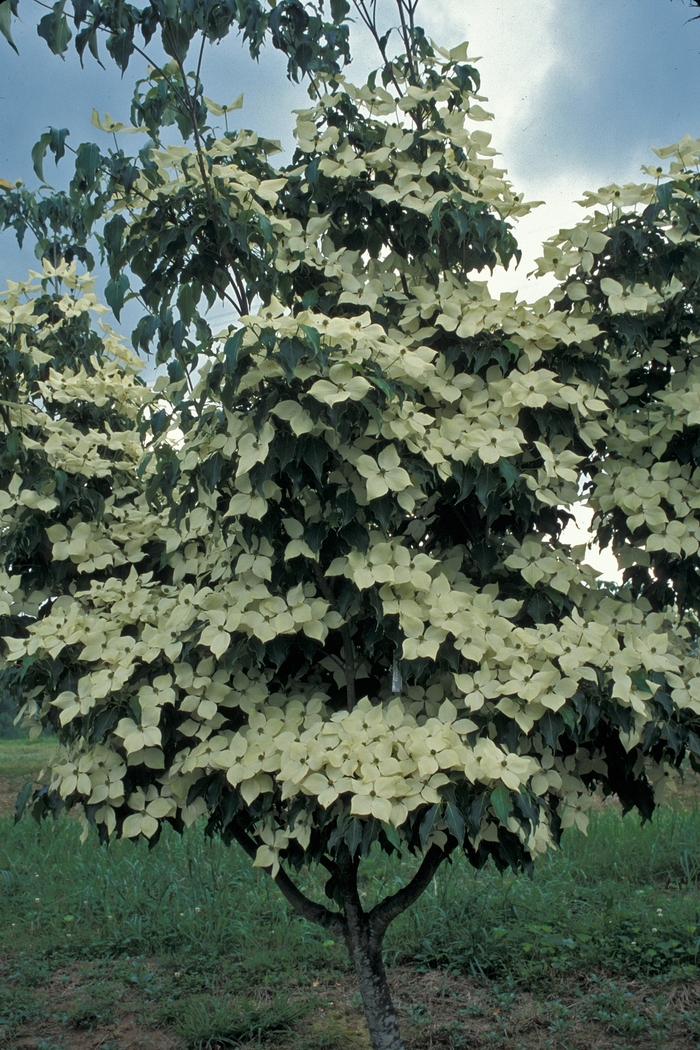 'Greensleeves' Dogwood - Cornus kousa from Miller Landscaping Supply