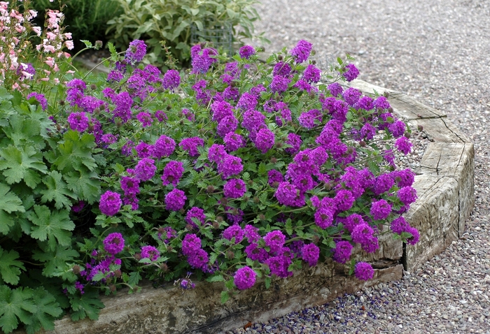 'Homestead Purple' - Verbena canadensis from Miller Landscaping Supply