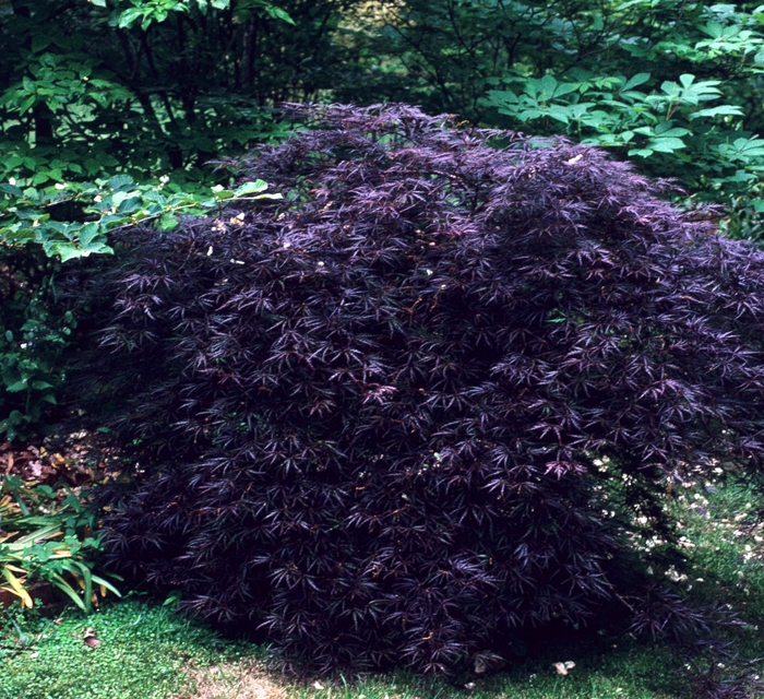'Crimson Queen' Japanese Maple - Acer palmatum var. dissectum COPY from Miller Landscaping Supply