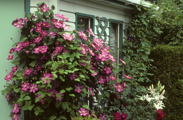 'Bee's Jubilee' - Clematis from Miller Landscaping Supply
