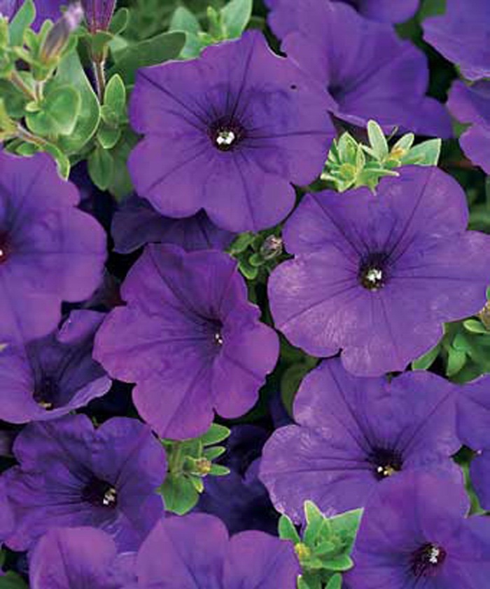 Supertunia® ''Royal Velvet®'' - Petunia from Miller Landscaping Supply
