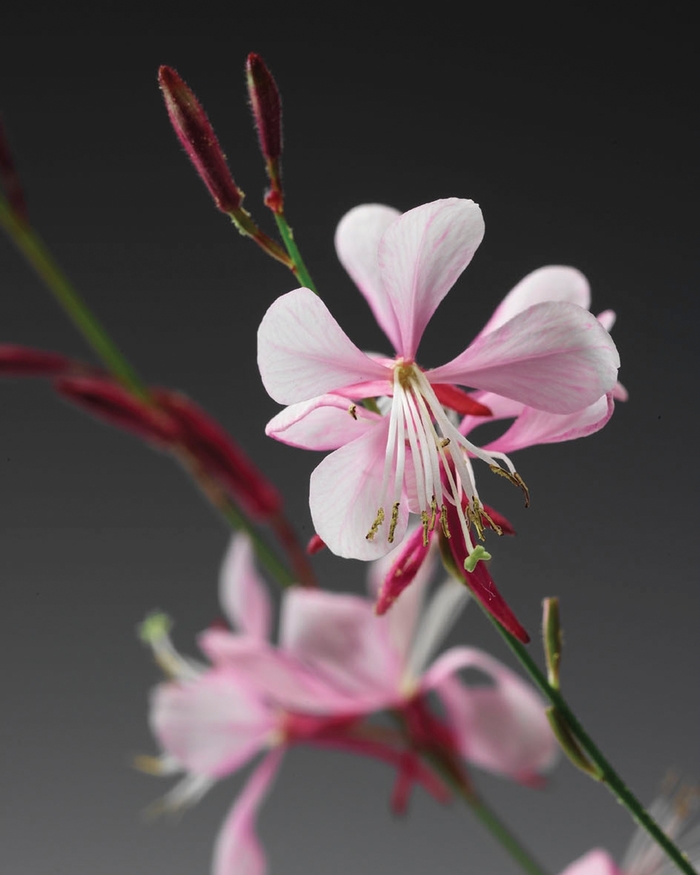 Stratosphere™ ''Pink Picotee'' - Gaura lindheimeri (Butterfly Flower) from Miller Landscaping Supply