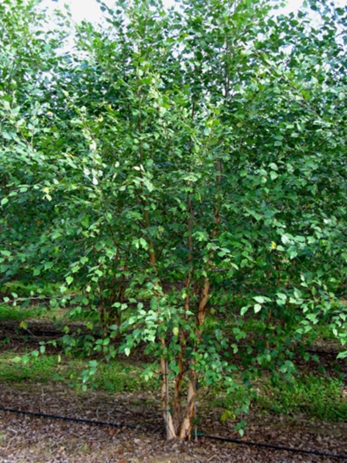 Dura Heat® River Birch - Betula nigra COPY from Miller Landscaping Supply