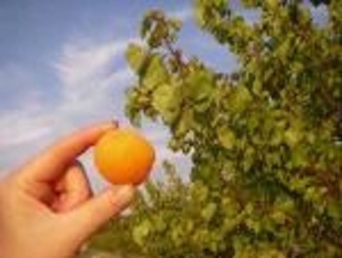 Moorpark Apricot - Prunus armeniaca from Miller Landscaping Supply