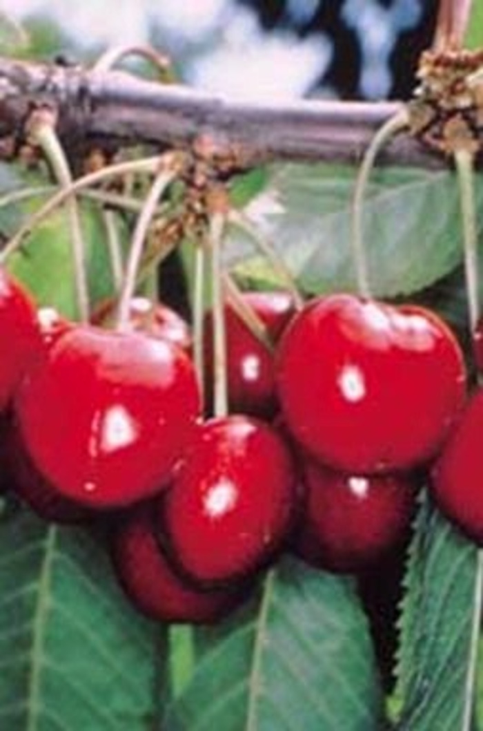 Sweetheart cherry - Prunus avium from Miller Landscaping Supply
