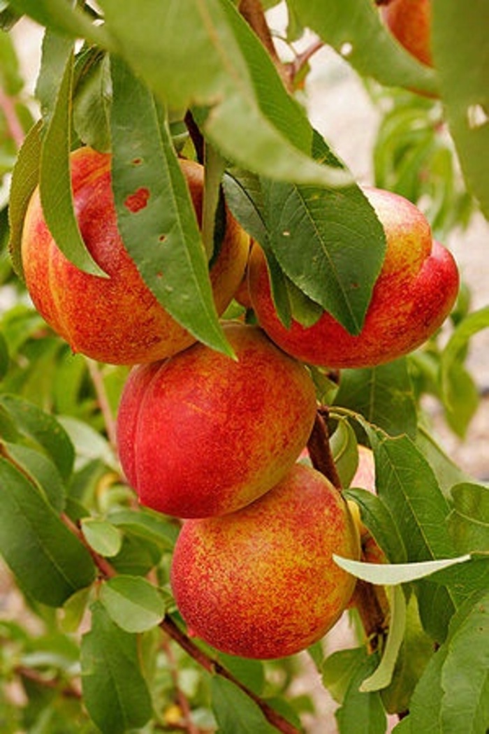 'Sunhome' Nectarine - Prunus persica var. nucipersica from Miller Landscaping Supply