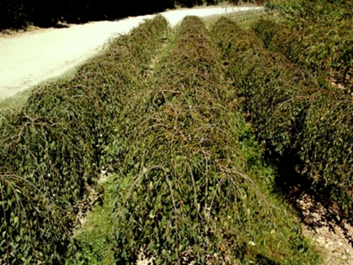 'Snow Fountains®' Weeping Cherry - Prunus COPY from Miller Landscaping Supply