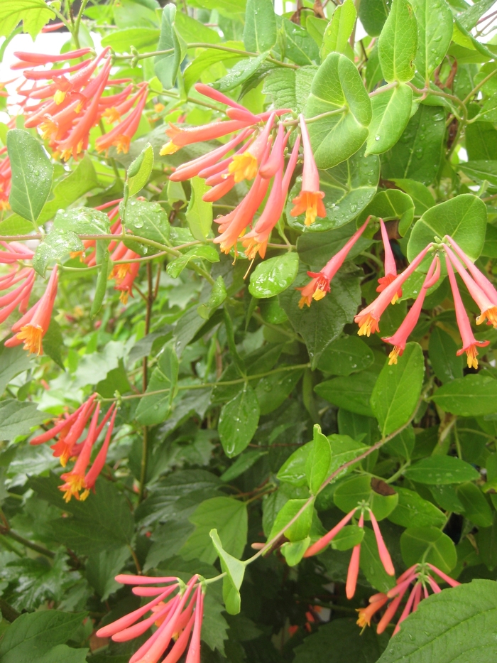 Honeysuckles 'LEO' - Lonicera from Miller Landscaping Supply