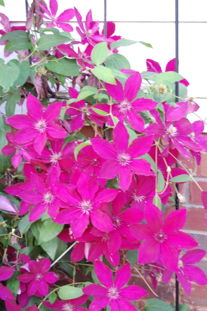 'Ernest Markham' - Clematis from Miller Landscaping Supply