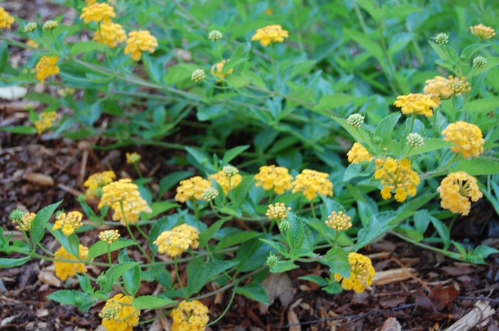 'New Gold' - Lantana camara from Miller Landscaping Supply