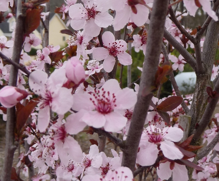 'Krauter Vesuvius' Purple Leaf Plum - Prunus cerasifera COPY from Miller Landscaping Supply