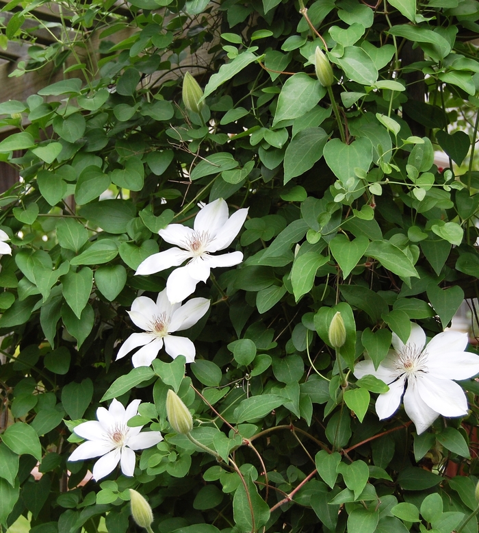 'Henryi' - Clematis from Miller Landscaping Supply