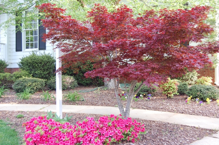'Bloodgood' Japanese Maple - Acer palmatum var. atropurpureum COPY from Miller Landscaping Supply