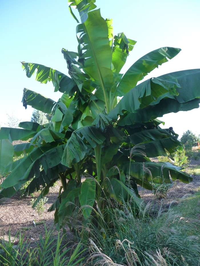 Banana - Musa basjoo from Miller Landscaping Supply