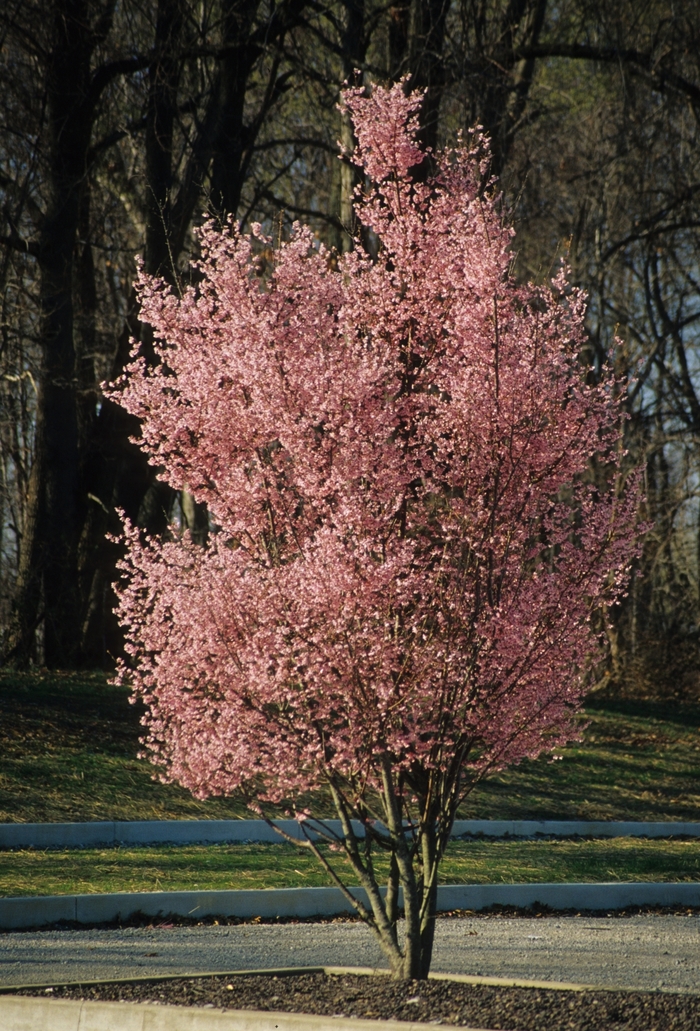 'Okame' Okame Cherry - Prunus x incamp from Miller Landscaping Supply