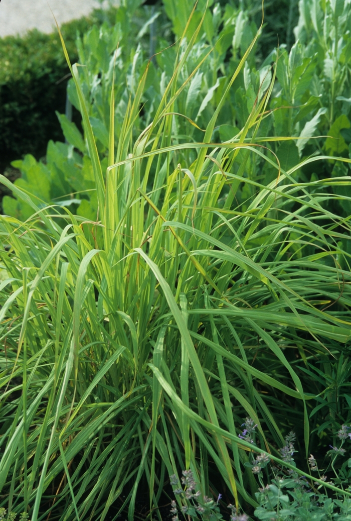 Lemon Grass - Cymbopogon citratus from Miller Landscaping Supply