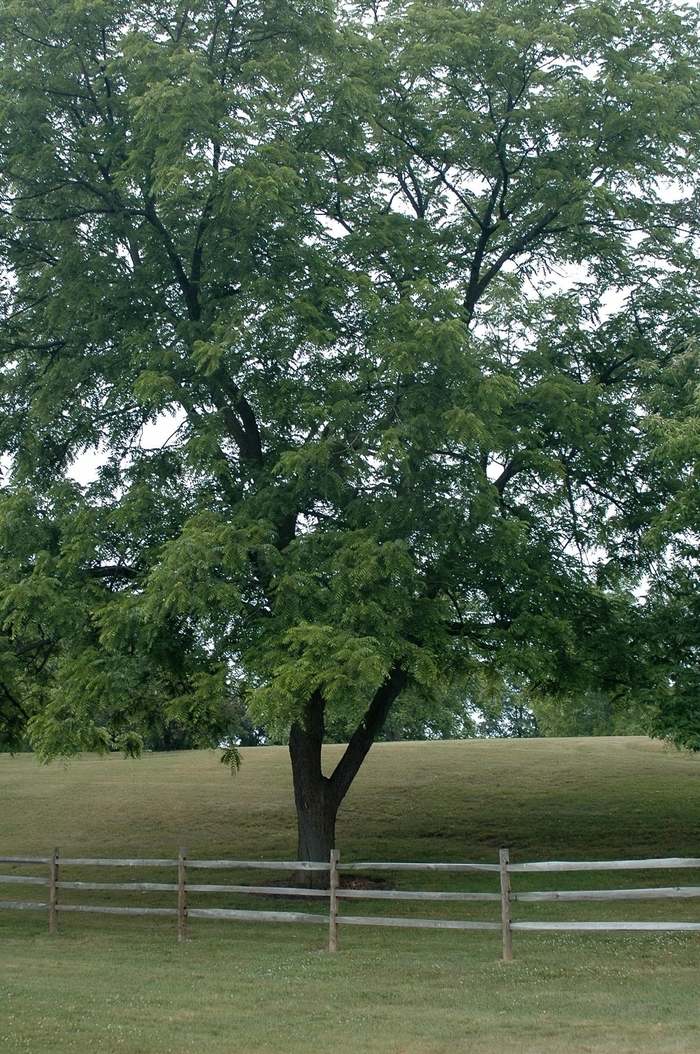Eastern Black Walnut - Juglans nigra from Miller Landscaping Supply