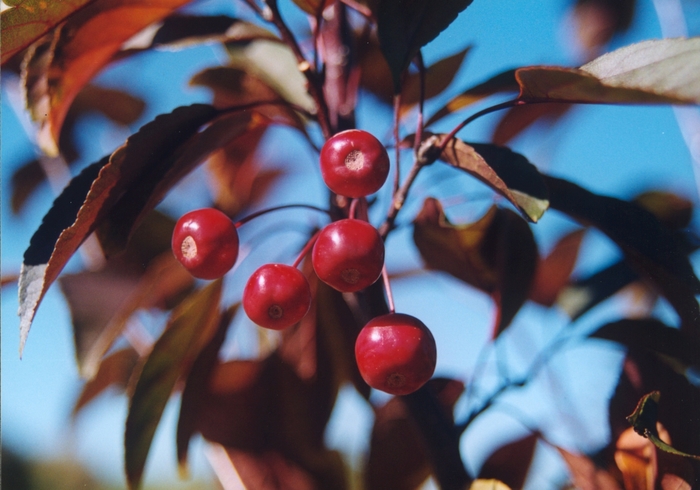 'Amertrizam' American Triumph™ Crabapple - Malus from Miller Landscaping Supply