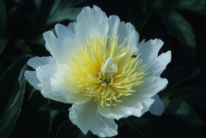 'Honey Gold' Peony - Paeonia lactiflora from Miller Landscaping Supply