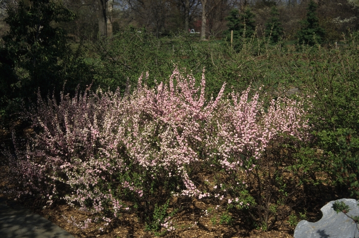 'Rosea Plena' Pink Flowering Almond - Prunus glandulosa from Miller Landscaping Supply