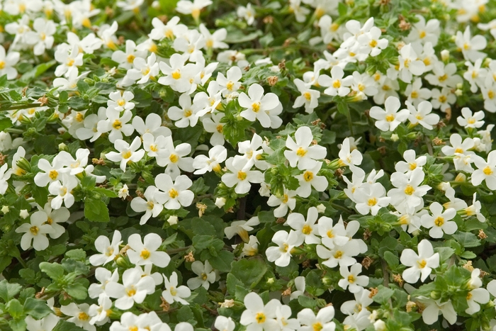 'Bridal Showers™' Bacopa - Sutera from Miller Landscaping Supply