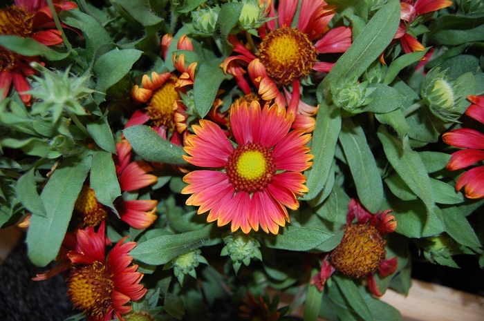 'Arizona Red Shades' Blanket Flower - Gaillardia from Miller Landscaping Supply